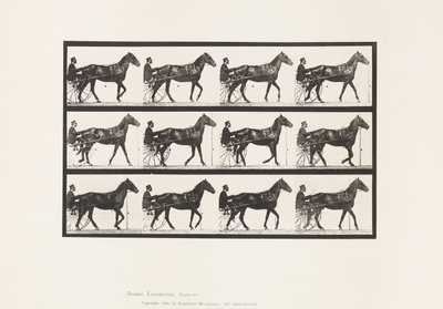 Walking; Sulky; Bay Horse Reuben, 1885 by Eadweard Muybridge