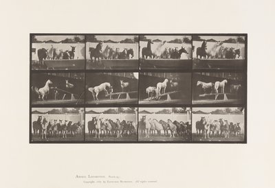Plate 651. A, Bell ringing; B, Teeter Board; C, Military Drill by Eadweard Muybridge