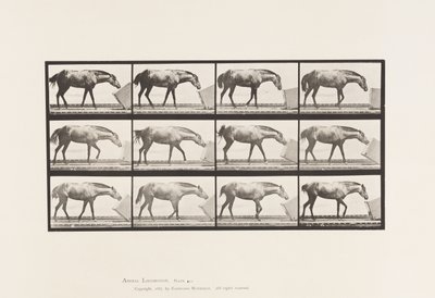 Rolling a Box; Pony, Lotta by Eadweard Muybridge