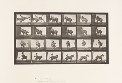 Plate 661. Mule; A, B, A Refractory Animal by Eadweard Muybridge