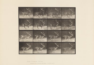 Plate 682. Fallow; Buck; A, Trotting; B, Galloping by Eadweard Muybridge
