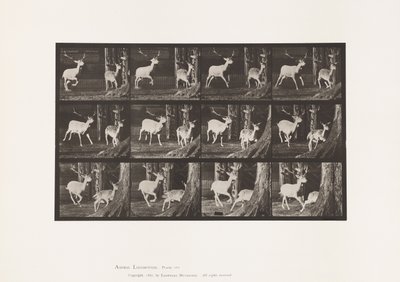 Fallow Deer; Buck and Doe; Galloping (Plate 686) by Eadweard Muybridge