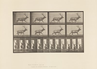 Plate 694. Elk; Galloping by Eadweard Muybridge