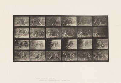 Jaquar; Walking; Turning Around by Eadweard Muybridge