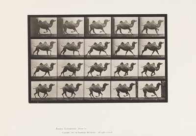 Bactrian Camel; Galloping by Eadweard Muybridge
