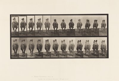 Plate 741. Bactrian Camel; Walking; Racking by Eadweard Muybridge
