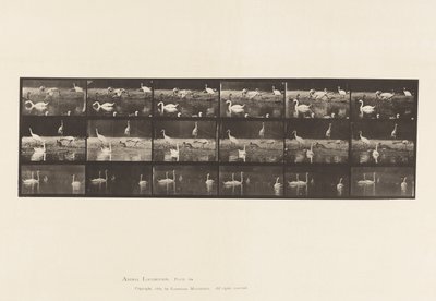 Storks; Swans, etc, A, B, C by Eadweard Muybridge