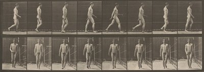 Walking, 1887 by Eadweard Muybridge