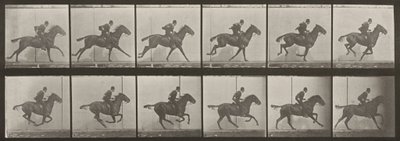 Plate Number 624. "Daisy" Galloping, Saddled by Eadweard Muybridge