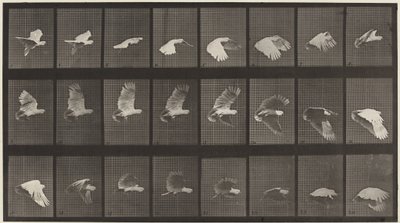 Cockatoo Flying, 1887 by Eadweard Muybridge