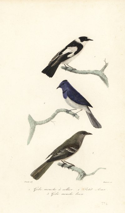 Pied Flycatcher, Blue and White Flycatcher and New Zealand Fantail by Edouard (after) Travies