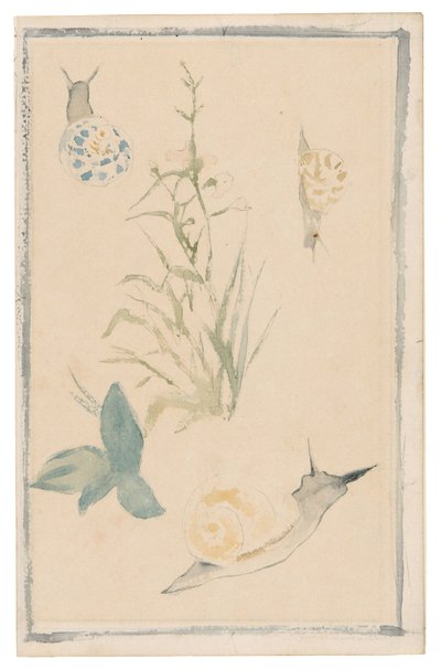 Sketches of Snails, Flowering Plant, 1864-68 by Édouard Manet