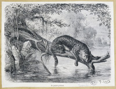 Jaguar watching his prey on a tree trunk above the water - engraving 19th century by Edouard Riou