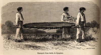 Transport of a leaf and a flower of nymphea from Lake Nuna by Edouard Riou