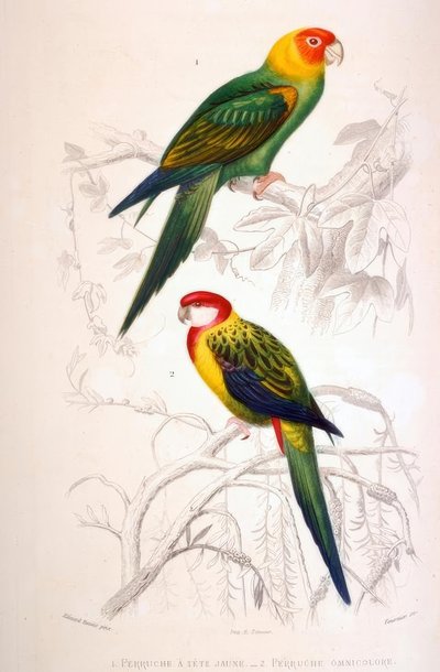 1. Yellow-headed Parakeet. 2. Multicolored Parakeet by Edouard Travies