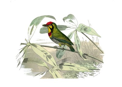 Natural History Board: Zoological board representing climbers. The bearded has a yellow throat. Plate from 