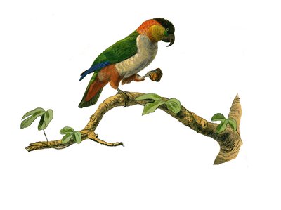 Natural History Board: Zoological Board Representing Climbers. The Maipouri. Plate drawn from the nine volumes on birds in 