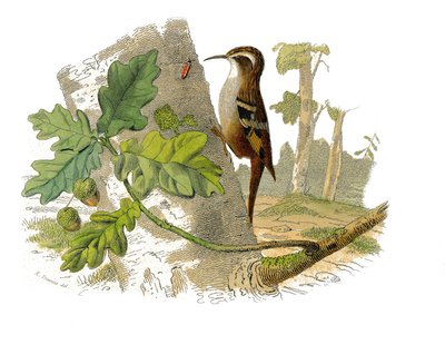 Natural History Plate: Zoological Board Representing Dentirostrous Passerines by Edouard Travies