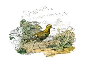 Natural History Plate: Zoological board representing the longirostrous waders (long and lean bill): the Golden Plover. Plate drawn from the nine volumes on birds in 