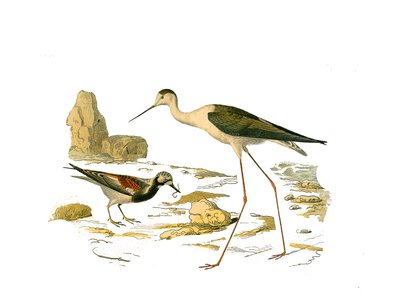 Natural History Plate: Zoological board representing the longirostrous waders (with a long and lean bill): the stone turn (the turntable) and the scald. Plate drawn from the nine volumes on birds in 