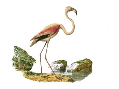 Natural History Plate: Zoological board representing the longirostrous waders (with a long and lean bill): the pink flamingo. Plate drawn from the nine volumes on birds in 