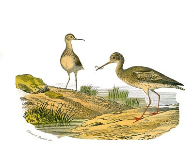 Natural History Plate: Zoological board representing the longirostrous waders by Edouard Travies