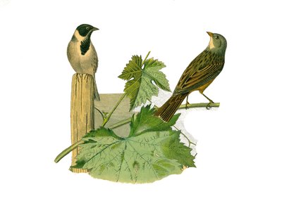Natural history board: Zoological board representing conirostrous passerines (conical beak). Reed ortolan and ortolan. Plate drawn from the nine volumes on birds in 