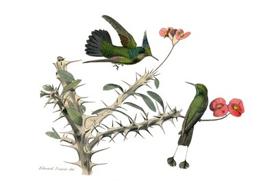 Natural history board: Zoological board representing conirostrous passerines (conical beak). The hoopoly fly bird and the snowshoe fly bird. Plate drawn from the nine volumes on birds in 