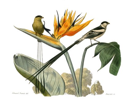 Natural History Board: Zoological Board Representing Conirostrous Passerines by Edouard Travies