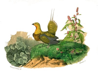 Natural History Board: Zoological Board Representing Gallinaces: Ganga. Plate Drawn from the Nine Volumes on Birds in 