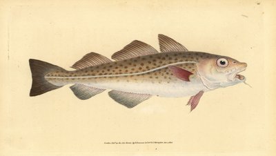 Atlantic cod or cod fish. Gadus morhua. Vulnerable. Handcoloured copperplate from Natural History of British Fishes, Donovan and F.C. and J. Rivington, London by Edward Donovan