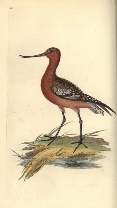 Bar-tailed godwit, Limosa lapponica by Edward Donovan