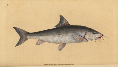 Barbel. Handcoloured copperplate by Edward Donovan from 
