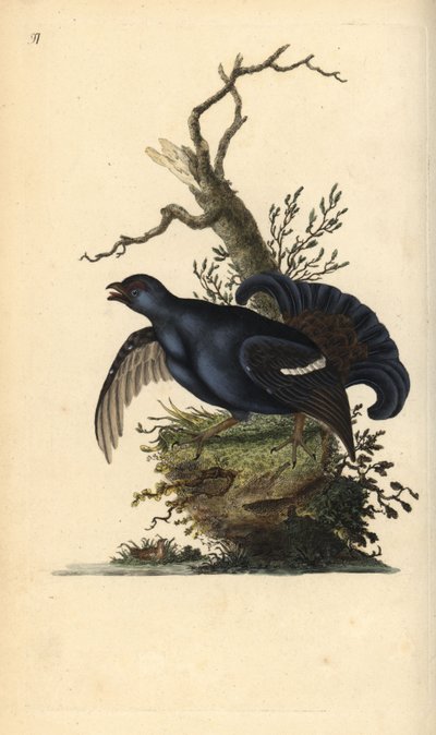 Black Grouse. Handcoloured copperplate by Edward Donovan from 