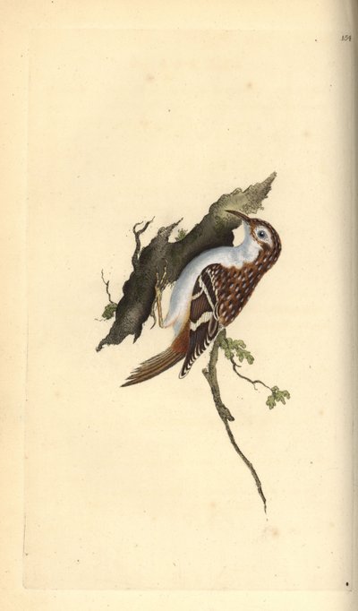 Brown Creeper, Certhia Familiaris (Handcoloured Copperplate Drawn and Engraved by Edward Donovan from His Own 