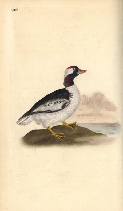 Bufflehead, Bucephala albeola by Edward Donovan