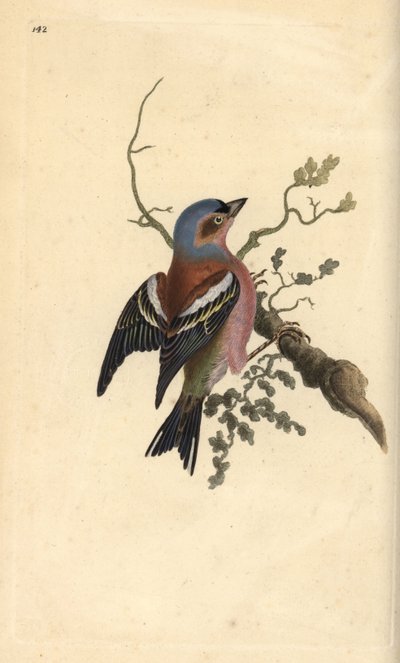 Common chaffinch, Fringilla coelebs. Handcoloured copperplate from Natural History of British Birds, London by Edward Donovan