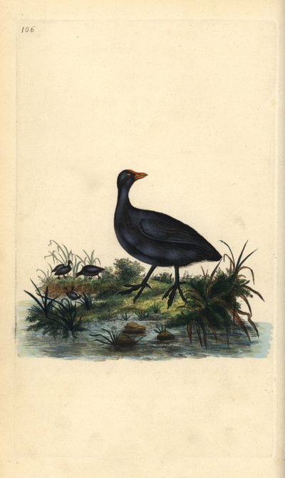 Common Coot by Edward Donovan