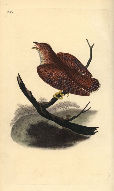 Common Cuckoo (Juvenile), Cuculus canorus by Edward Donovan