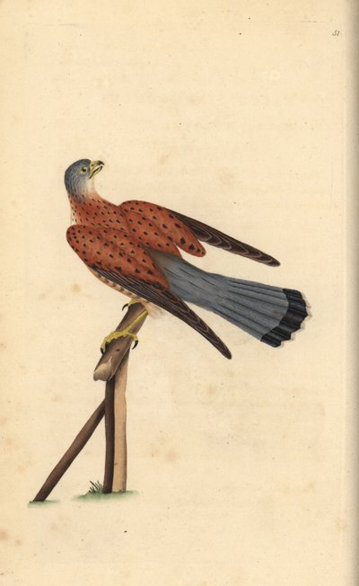 Common kestrel, Falco tinnunculus. Handcoloured copperplate from Natural History of British Birds, London by Edward Donovan