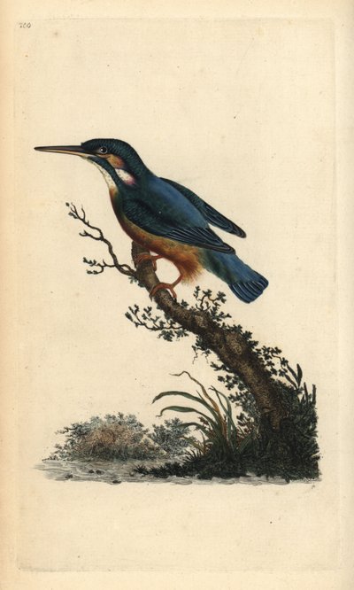 Common Kingfisher by Edward Donovan