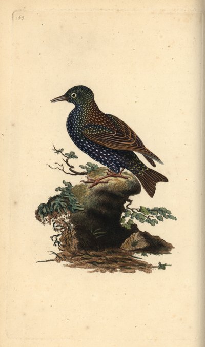 Common Starling, Sturnus Vulgaris (Handcoloured Copperplate Drawn and Engraved by Edward Donovan from His Own 