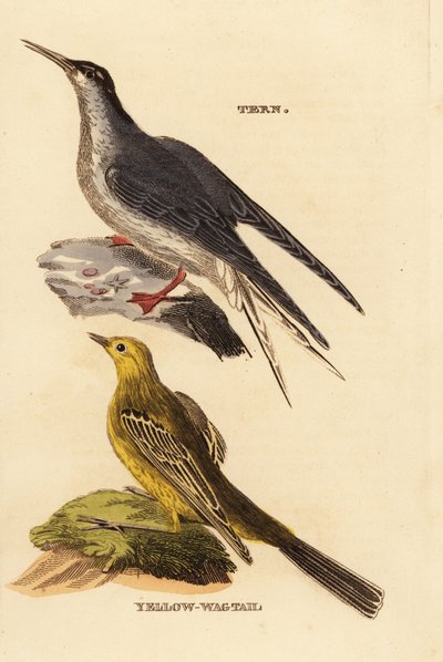 Common Tern and Yellow Wagtail by Edward Donovan