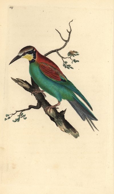 European Bee-eater, Merops apiaster. Handcoloured copperplate drawn and engraved by Edward Donovan from his Natural History of British Birds (1794-1819) by Edward Donovan