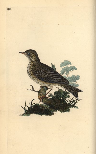 Field lark, Alauda minor (or Tree pipit, Anthus trivialis?) by Edward Donovan