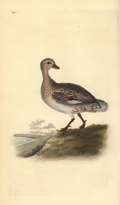 Gadwall (Female) by Edward Donovan