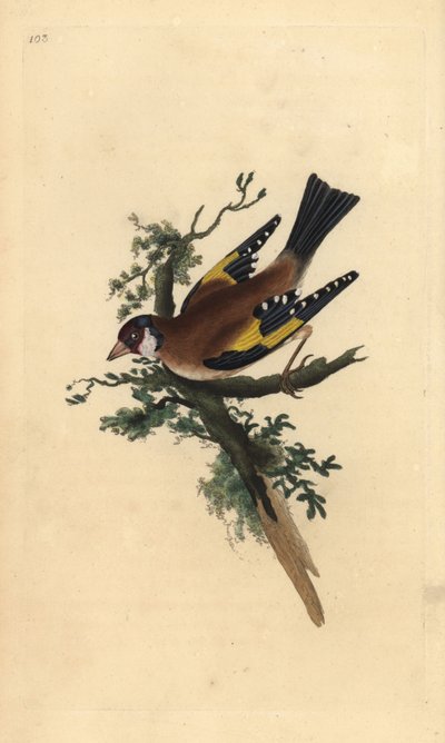 Goldfinch, Carduelis carduelis. Handcoloured copperplate from Natural History of British Birds, London by Edward Donovan