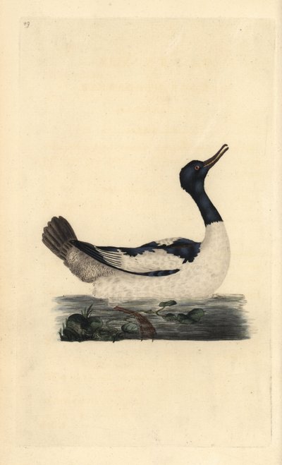 Goosander, Mergus merganser. Handcoloured copperplate drawn and engraved by Edward Donovan from his own Natural History of British Birds, London by Edward Donovan
