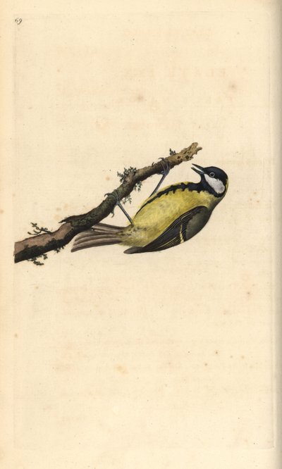 Great Tit, Parus major by Edward Donovan