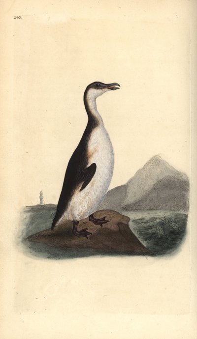 Great auk, Pinguinus impennis, hunted to extinction by egg collectors in 1844 by Edward Donovan